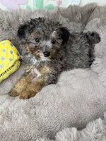 Amara: Female Toy Poodle Puppy, a female Poodle - Toy  for sale in Fredericksburg, VA – Photo 3 of 7