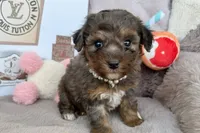 Amara, a female Poodle - Toy  for sale in Fredericksburg, VA – Photo 1 of 4