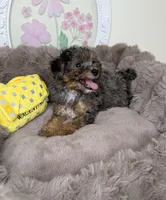 Amara: Female Toy Poodle Puppy, a female Poodle - Toy  for sale in Fredericksburg, VA – Photo 5 of 7