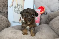 Amara, a female Poodle - Toy  for sale in Fredericksburg, VA – Photo 4 of 4