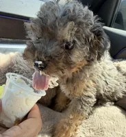 Amara: Female Toy Poodle Puppy, a female Poodle - Toy  for sale in Fredericksburg, VA – Photo 2 of 7