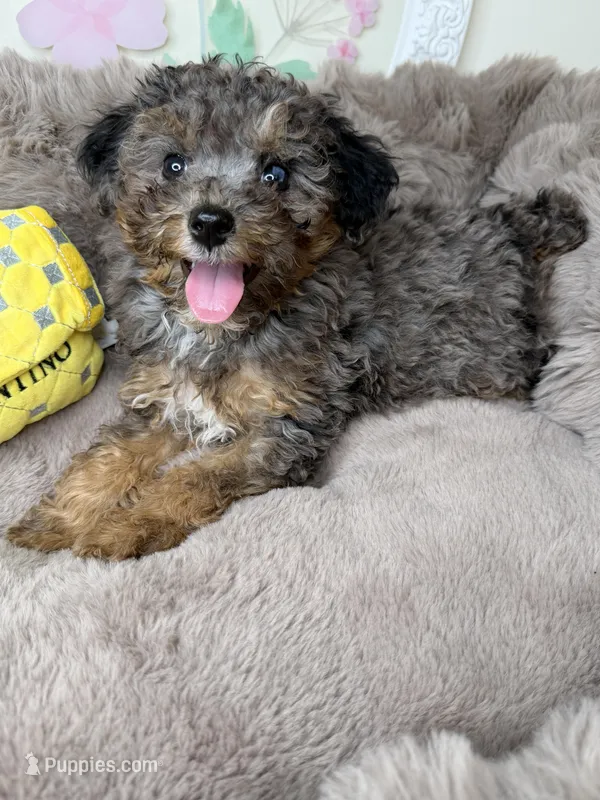 Amara – Poodle - Toy  puppy for sale in Fredericksburg, VA