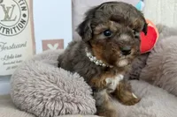 Amara, a female Poodle - Toy  for sale in Fredericksburg, VA – Photo 3 of 4