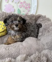 Amara: Female Toy Poodle Puppy, a female Poodle - Toy  for sale in Fredericksburg, VA – Photo 6 of 7