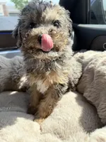 Amara: Female Toy Poodle Puppy, a female Poodle - Toy  for sale in Fredericksburg, VA – Photo 7 of 7