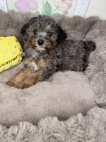 Amara: Female Toy Poodle Puppy, a female Poodle - Toy  for sale in Fredericksburg, VA – Photo 4 of 7