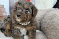 Amara, a female Poodle - Toy  for sale in Fredericksburg, VA – Photo 2 of 4