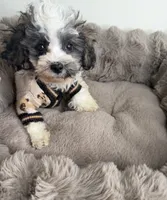 Phillip “Phil” 🐾 | Male Maltipoo, a male Maltipoo for sale in Fredericksburg, VA – 6 of 9