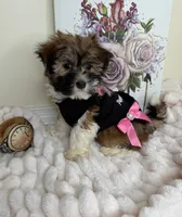 Paris Monroe, a female Havanese for sale in Fredericksburg, VA – 9 of 9