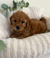 Ruby Jean, a female Cavapoo for sale in Fredericksburg, VA – 8 of 10