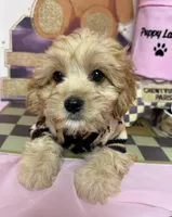 Carter, a male Cavapoo for sale in Fredericksburg, VA – Photo 6 of 8