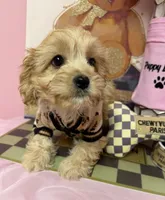 Carter, a male Cavapoo for sale in Fredericksburg, VA – Photo 4 of 8