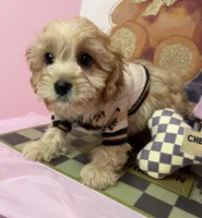 Carter, a male Cavapoo for sale in Fredericksburg, VA – Photo 1 of 8