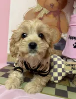 Carter, a male Cavapoo for sale in Fredericksburg, VA – Photo 5 of 8