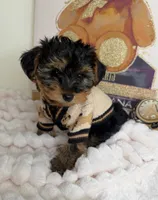 Kensington , a male Yorkipoo for sale in Fredericksburg, VA – 2 of 6