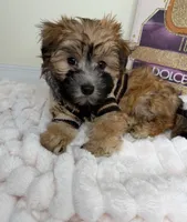 Benny James, a male Maltese and Silky Terrier for sale in Fredericksburg, VA – 3 of 9