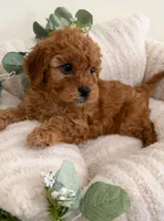 Ruby Jean, a female Cavapoo for sale in Fredericksburg, VA – 6 of 10