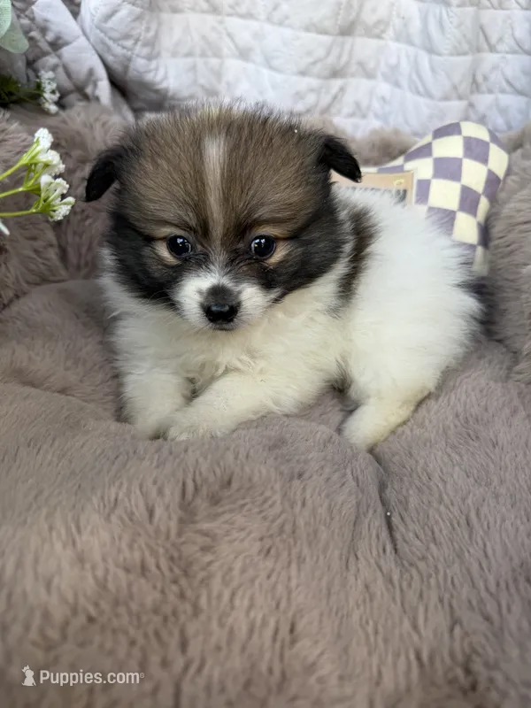 Poppy Rae 🌸 | Female Toy Pomeranian – Pomeranian puppy for sale in Fredericksburg, VA