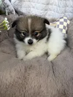 Poppy Rae 🌸 | Female Toy Pomeranian, a female Pomeranian for sale in Fredericksburg, VA – 1 of 5