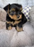Luca 💙 | Male Toy Yorkie, a male Yorkshire Terrier for sale in Fredericksburg, VA – 3 of 5
