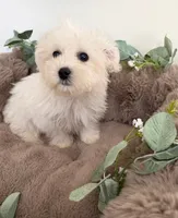 Ivy Rae, a female Shichon for sale in Fredericksburg, VA – 5 of 7