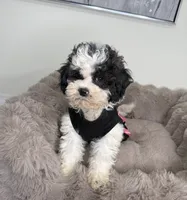 Lillian “Lil” 🌸 | Female Maltipoo, a female Maltipoo for sale in Fredericksburg, VA – 5 of 8