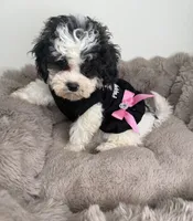 Lillian “Lil” 🌸 | Female Maltipoo, a female Maltipoo for sale in Fredericksburg, VA – 7 of 8