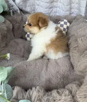 Millie Mae 🩷 | Female Toy Pomeranian, a female Pomeranian for sale in Fredericksburg, VA – 4 of 8