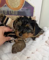 Kensington , a male Yorkipoo for sale in Fredericksburg, VA – 6 of 6