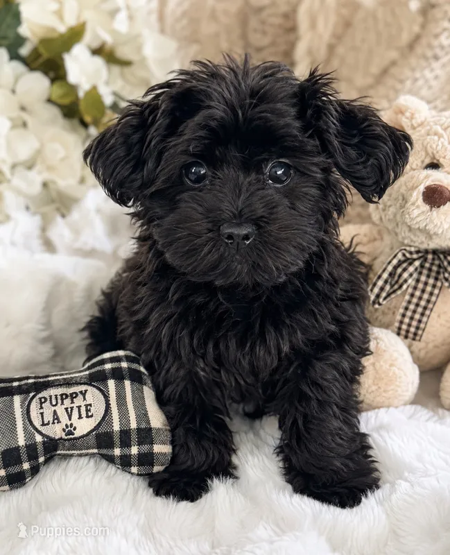 Mellow – Yorkipoo puppy for sale in Fredericksburg, VA