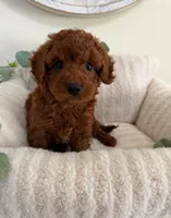 Dallas Walker, a male Cavapoo for sale in Fredericksburg, VA – 3 of 5