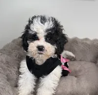 Lillian “Lil” 🌸 | Female Maltipoo, a female Maltipoo for sale in Fredericksburg, VA – 2 of 8