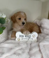 Teddy James, a male Maltipoo for sale in Fredericksburg, VA – 2 of 4