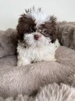 Tucker Lee, a male Shih Tzu for sale in Fredericksburg, VA – 2 of 4
