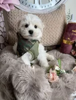 Cash, a male Maltipoo for sale in Fredericksburg, VA – Photo 4 of 8