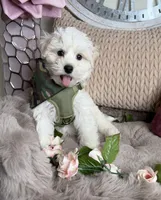 Cash, a male Maltipoo for sale in Fredericksburg, VA – Photo 2 of 8