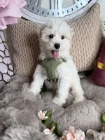 Cash, a male Maltipoo for sale in Fredericksburg, VA – Photo 8 of 8