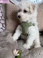 Cash, a male Maltipoo for sale in Fredericksburg, VA – Photo 6 of 8