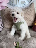 Cash, a male Maltipoo for sale in Fredericksburg, VA – Photo 7 of 8