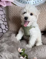 Cash, a male Maltipoo for sale in Fredericksburg, VA – Photo 5 of 8