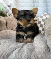 Nico 💙 | Male Toy Yorkie, a male Yorkshire Terrier for sale in Fredericksburg, VA – 3 of 6