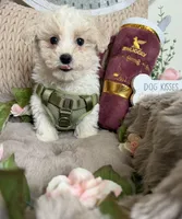 Angelo, a male Maltipoo for sale in Fredericksburg, VA – Photo 2 of 6