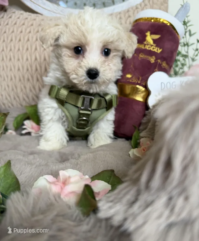 Angelo – Maltipoo puppy for sale in Fredericksburg, VA