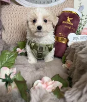 Angelo, a male Maltipoo for sale in Fredericksburg, VA – Photo 6 of 6