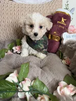 Angelo, a male Maltipoo for sale in Fredericksburg, VA – Photo 5 of 6