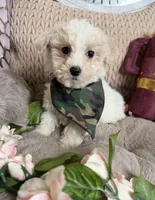 Angelo, a male Maltipoo for sale in Fredericksburg, VA – Photo 4 of 6