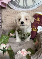 Angelo, a male Maltipoo for sale in Fredericksburg, VA – Photo 3 of 6