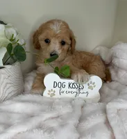 Teddy James, a male Maltipoo for sale in Fredericksburg, VA – 3 of 4