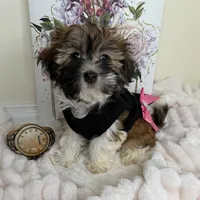 Paris Monroe, a female Havanese for sale in Fredericksburg, VA – 5 of 9
