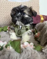 Legend, a male Shih Tzu for sale in Fredericksburg, VA – Photo 2 of 6